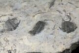 Plate Of Ceraurus Trilobites - Walcott-Rust Quarry, NY #133173-4